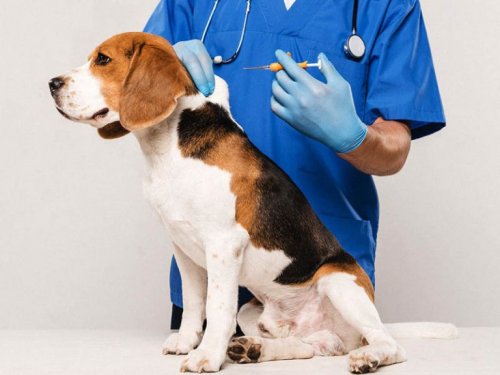 Чипирование 